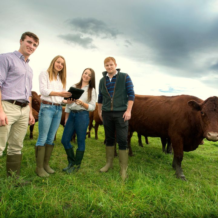 A group of four individuals standing in a field with brown cattle under a cloudy sky.