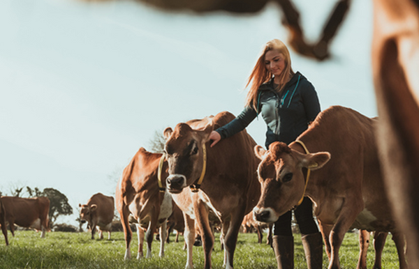 Woman petting cows