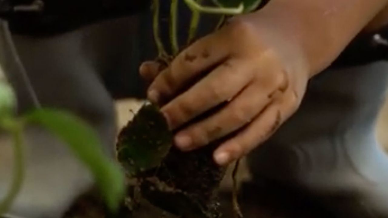 Child’s hand uprooting plant
